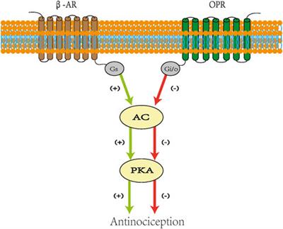 The therapeutic potential of ultra-short-acting β-receptor antagonists in perioperative analgesic: Evidence from preclinical and clinical studies